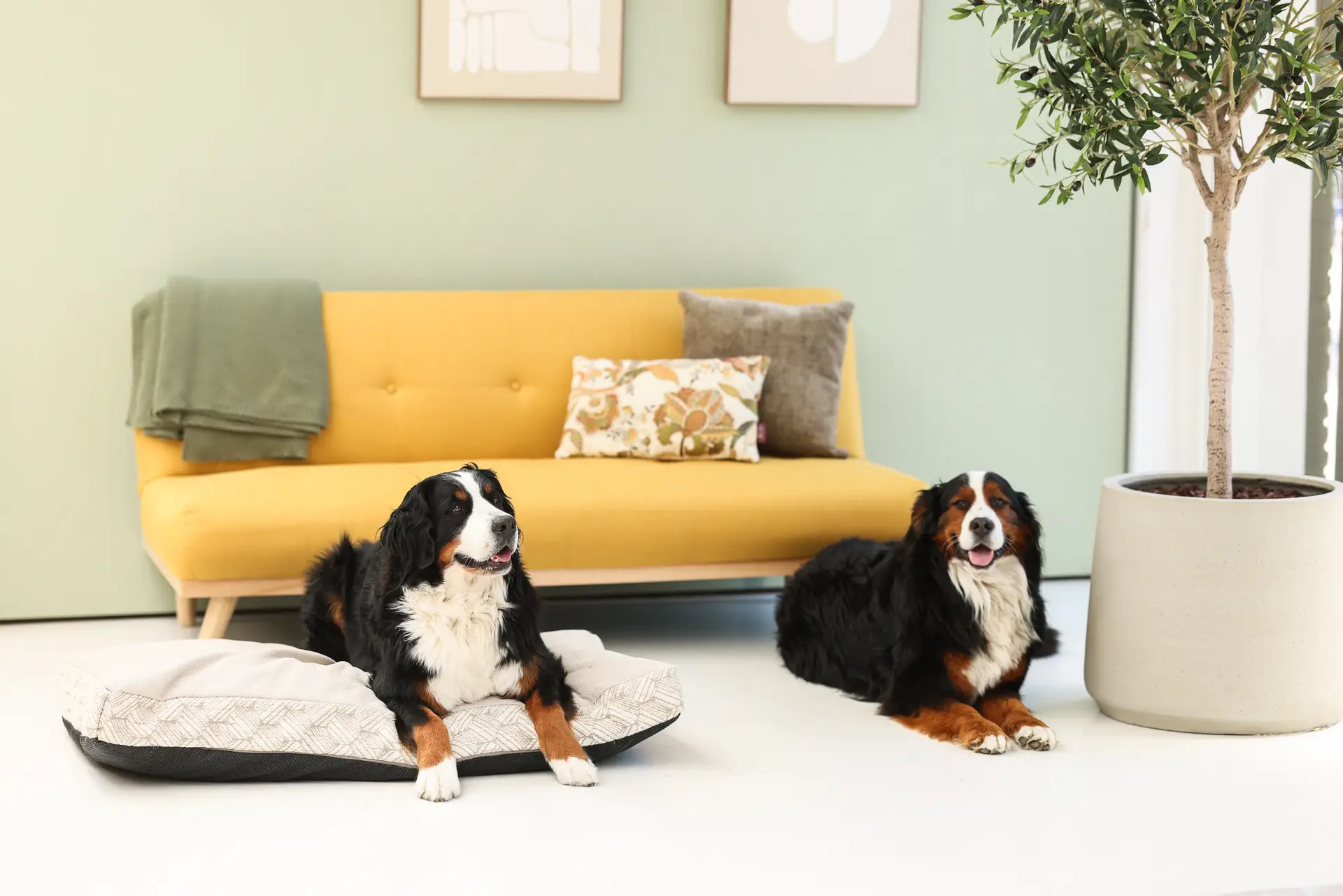 dieren welkom in onze daglichtstudio