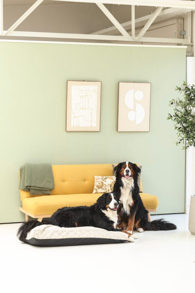 Twee Berner Sennenhonden zitten op een hondenbed in een moderne woonkamer met een gele bank en kunst aan de muur. In een daglichtstudio met genoeg daglicht
